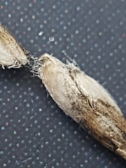 Poa glauca