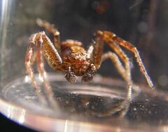 Xysticus locuples