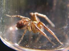 Xysticus locuples