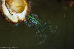 Pelophylax kurtmuelleri