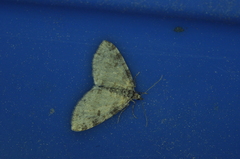 Lobophora nivigerata