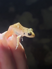 Eleutherodactylus marnockii