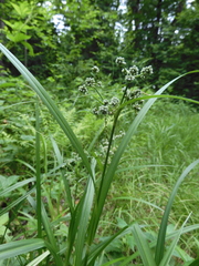 Scirpus atrovirens