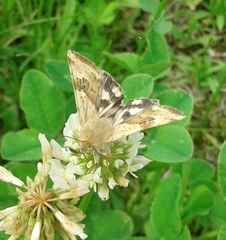 Heliothis peltigera