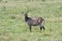 Kobus ellipsiprymnus defassa