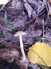 Hebeloma crustuliniforme