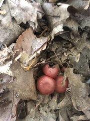 Cortinarius sanguineus
