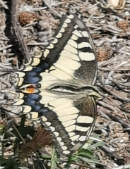 Papilio machaon