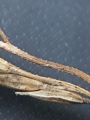 Poa glauca