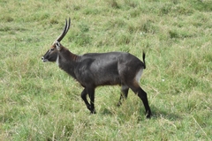 Kobus ellipsiprymnus