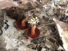 Cortinarius sanguineus
