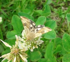 Heliothis peltigera