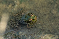 Pelophylax kurtmuelleri