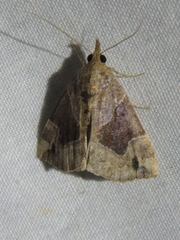 Hypena manalis