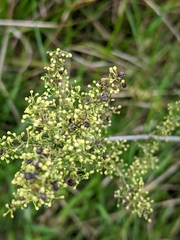 Galium verum