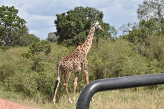 Giraffa camelopardalis tippelskirchi