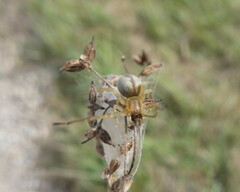 Cheiracanthium erraticum