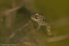 Pelophylax kurtmuelleri