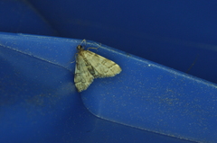 Anageshna primordialis