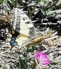 Papilio machaon