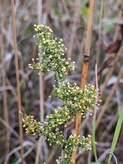 Galium verum