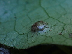 Puccinia asarina