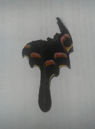 Alpine Black Swallowtail