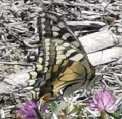 Papilio machaon