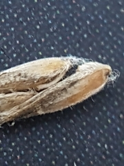 Poa glauca