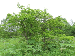 Crataegus chlorosarca