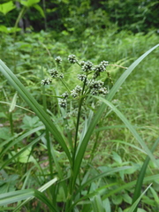 Scirpus atrovirens