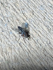 Vanderwulpia sequens