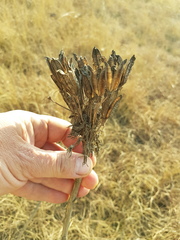 Aloe ecklonis