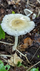 Candolleomyces candolleanus