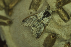 Furcula scolopendrina