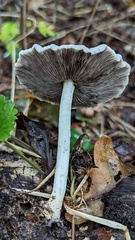 Candolleomyces candolleanus