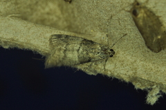 Pococera asperatella