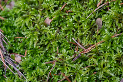 Eurhynchium angustirete