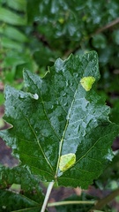 Phyllonorycter comparella