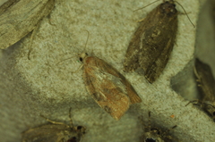 Pandemis canadana