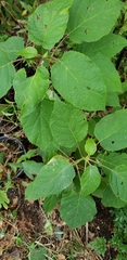 Hydrangea arborescens