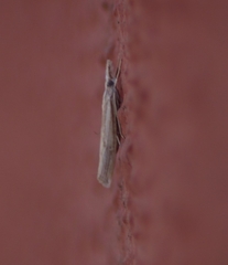 Agriphila trabeatellus