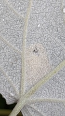 Phyllonorycter comparella