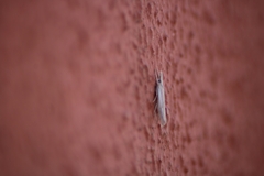 Agriphila trabeatellus