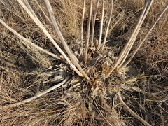 Aloe ecklonis