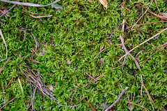 Eurhynchium angustirete