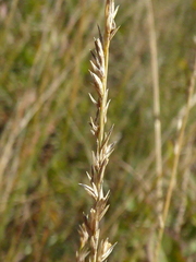 Muhlenbergia cuspidata
