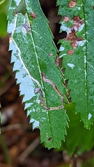 Lyonetia clerkella
