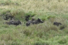 Phacochoerus africanus massaicus