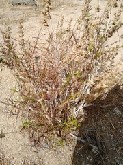 Trichostema lanatum